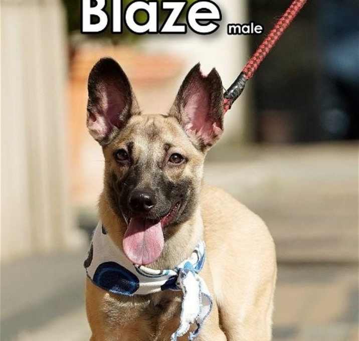 Photo of Blaze from Taiwan
