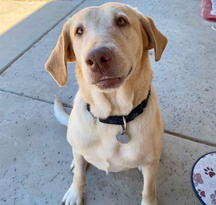 Photo of Rosie (bonded to Chester)
