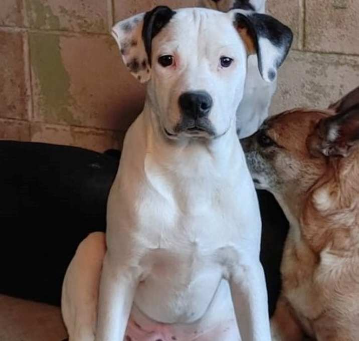 Photo of Bronson
