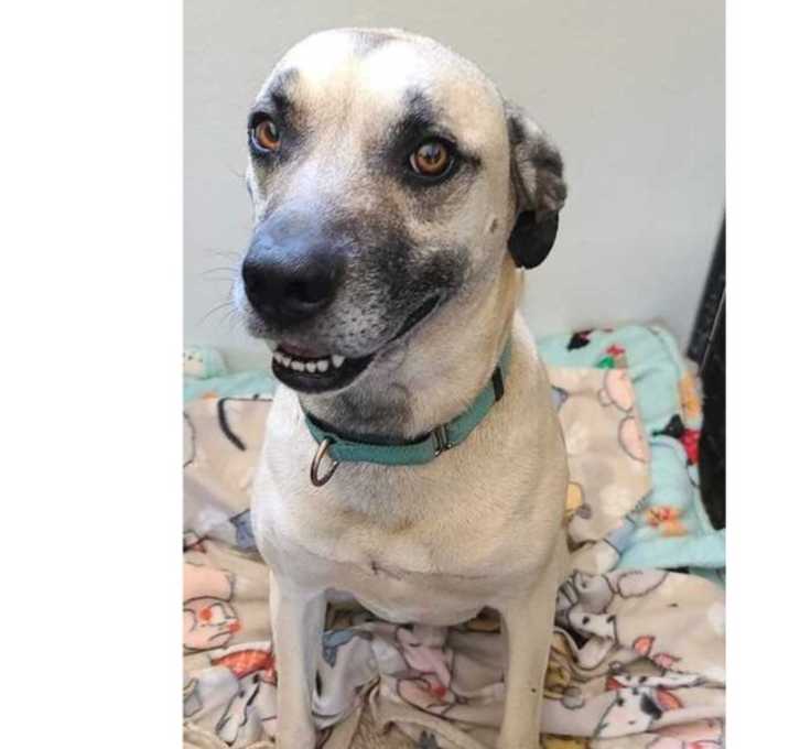 Photo of Scrappy