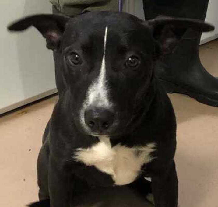 Photo of Tinker