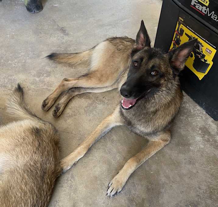Photo of Luna