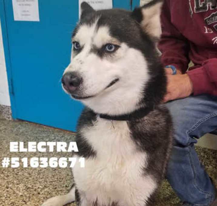 Photo of Electra-Stray
