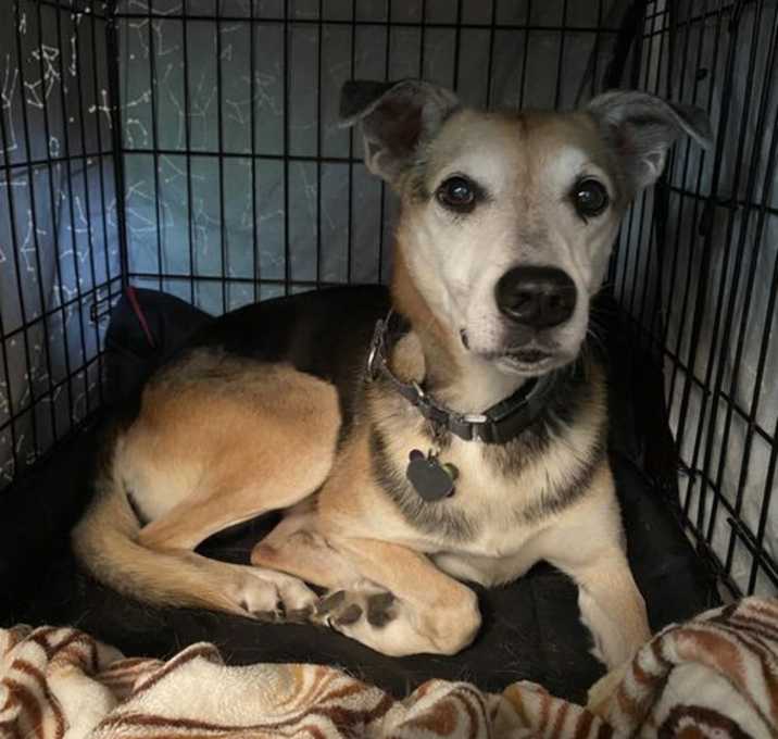 Photo of Rudy - Special Home Needed!
