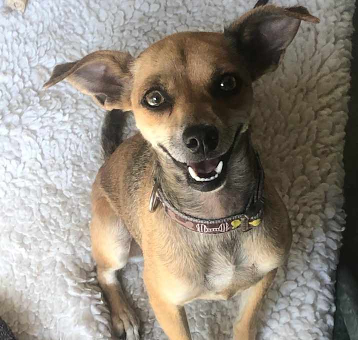 Photo of Bambi
