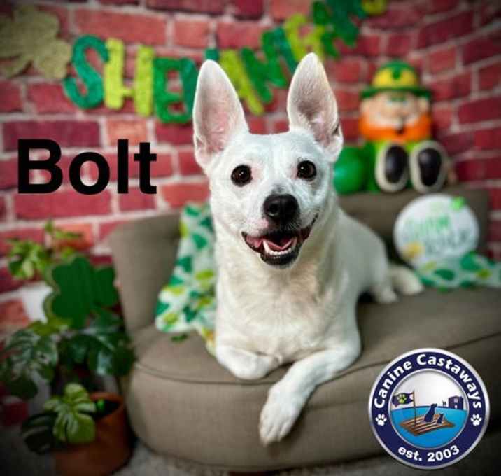 Photo of Bolt