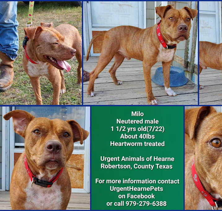 Photo of Milo