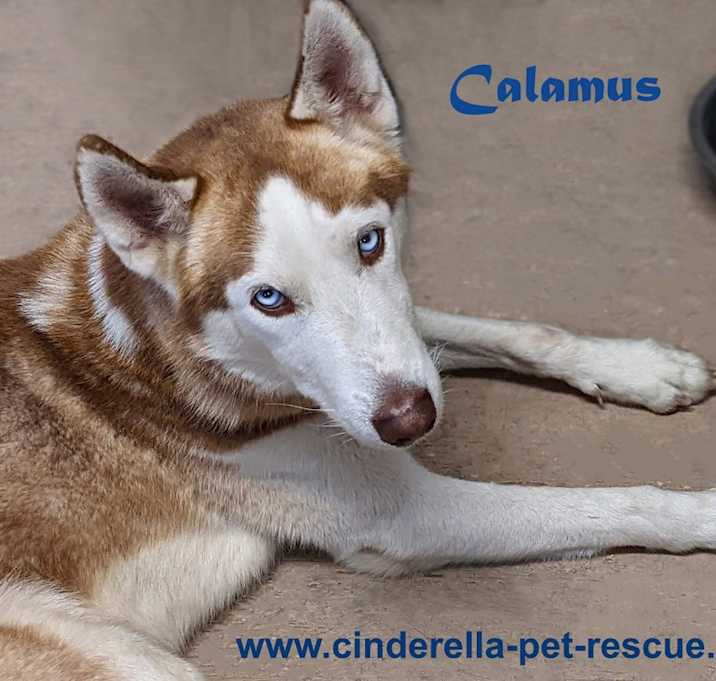 Photo of Calamus