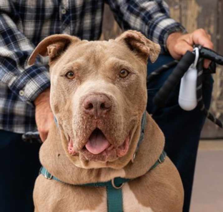Photo of Teddy - Adopt Me!