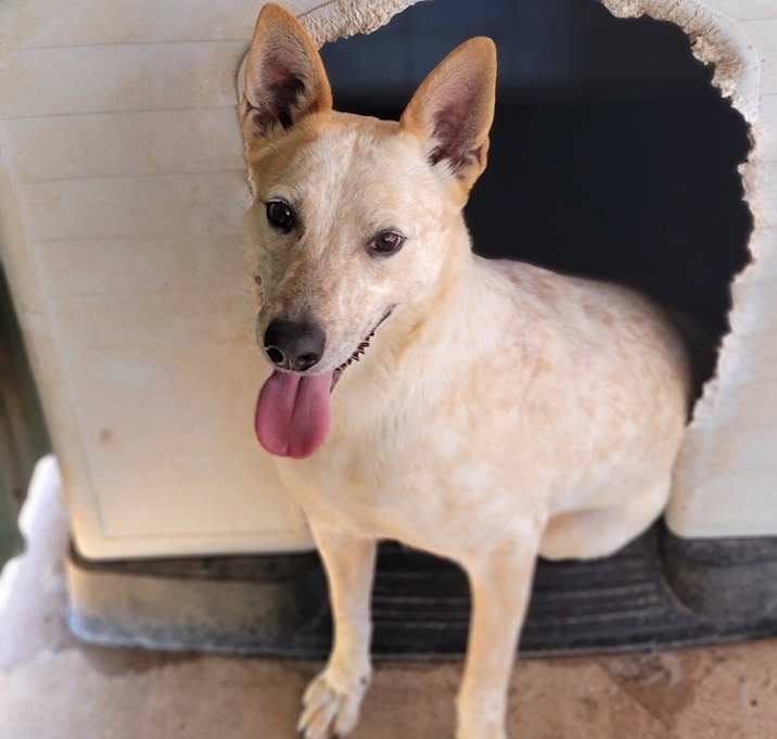 Photo of Dixie
