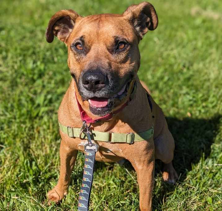 Photo of Bailey
