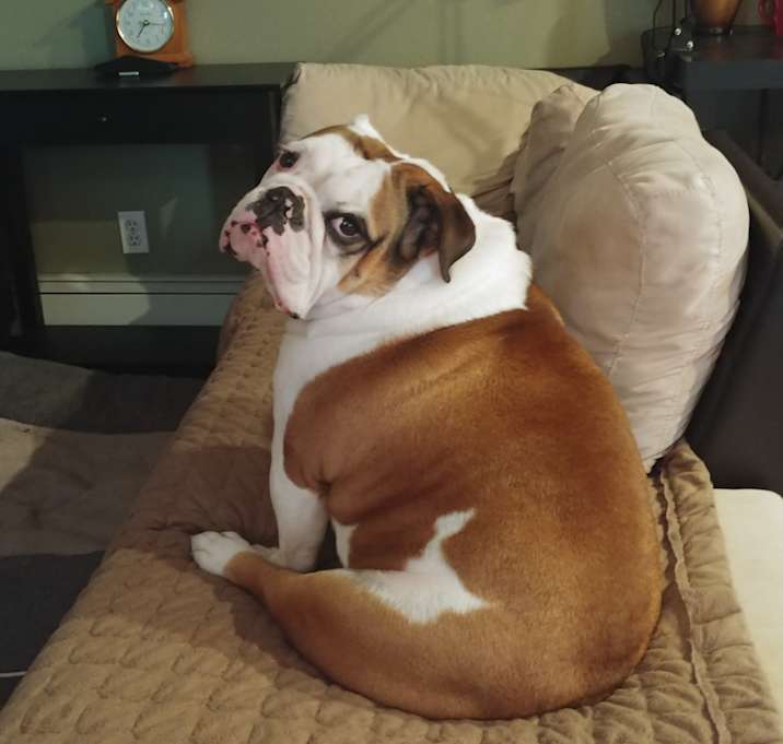 Photo of Winston