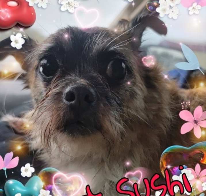 Photo of Sushi
