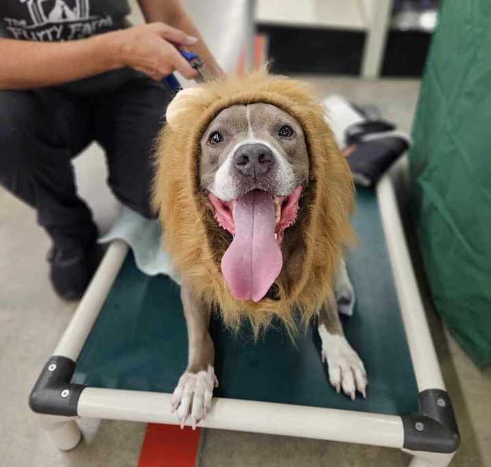 Photo of Bandit