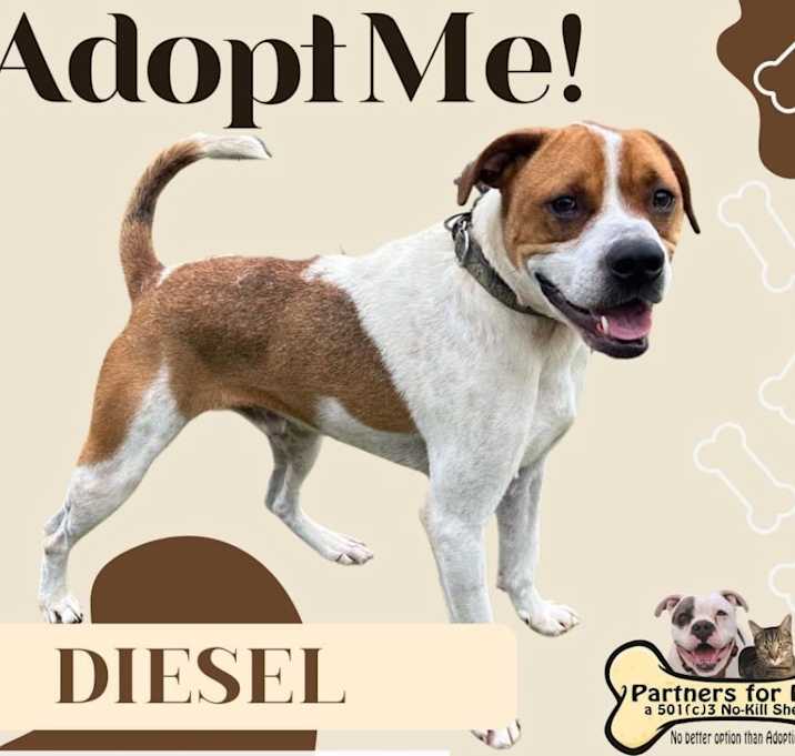 Photo of DIESEL
