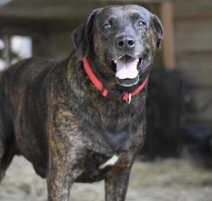 Photo of Scout (Trinity)