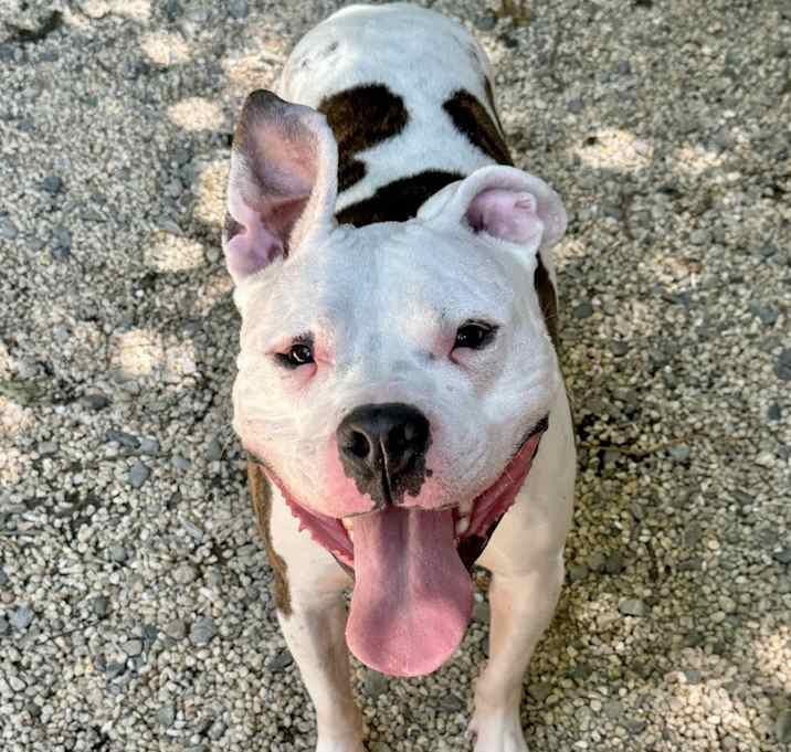 Photo of Cosmo