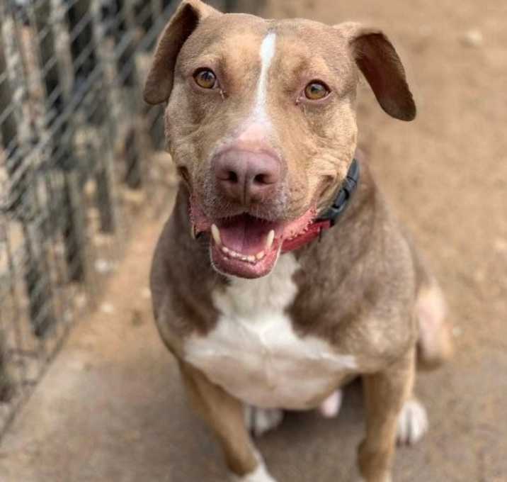 Photo of BamBam *Adopt or Foster*