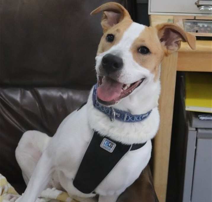 Photo of Piper