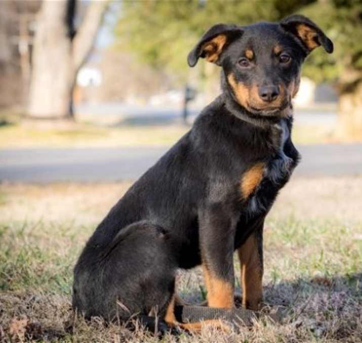 Photo of PUPPY FAITH   26 lbs.