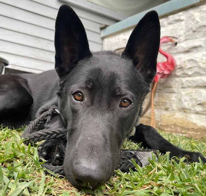 Photo of Survivor Jack!