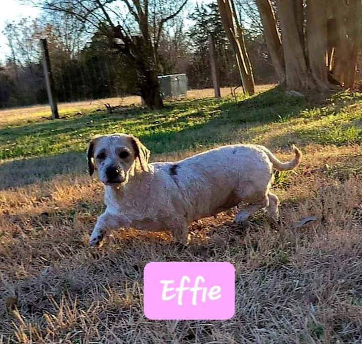 Photo of Effie