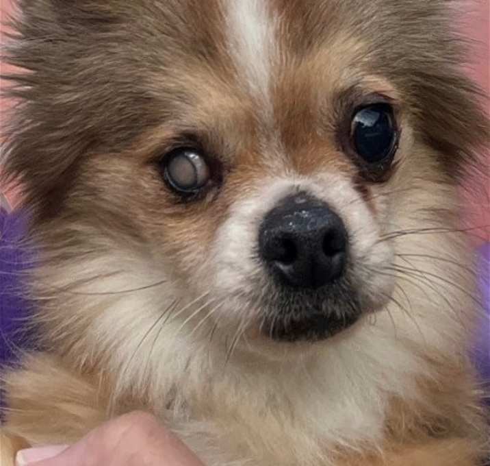 Photo of Zorro