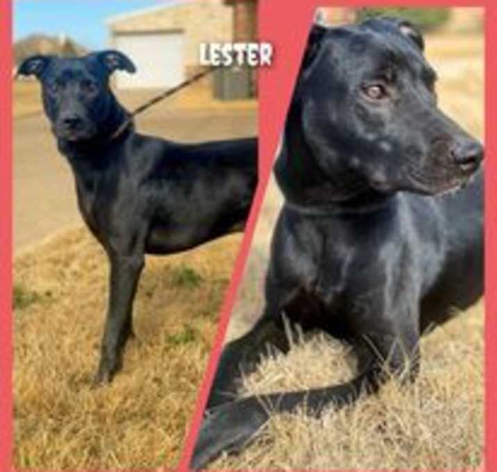 Photo of Lester