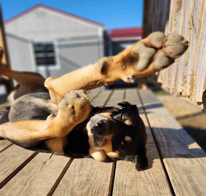 Photo of Jasper