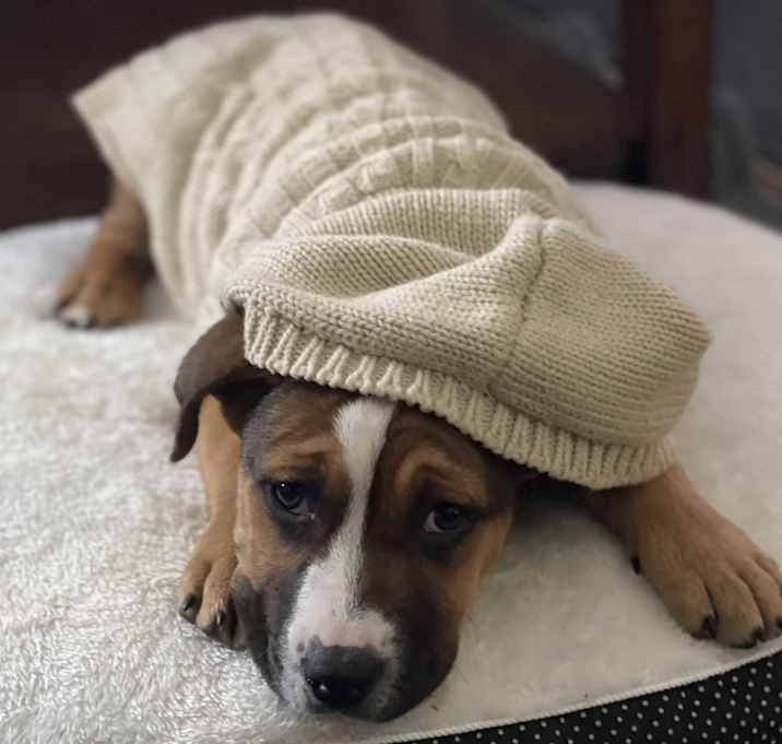 Photo of Lily