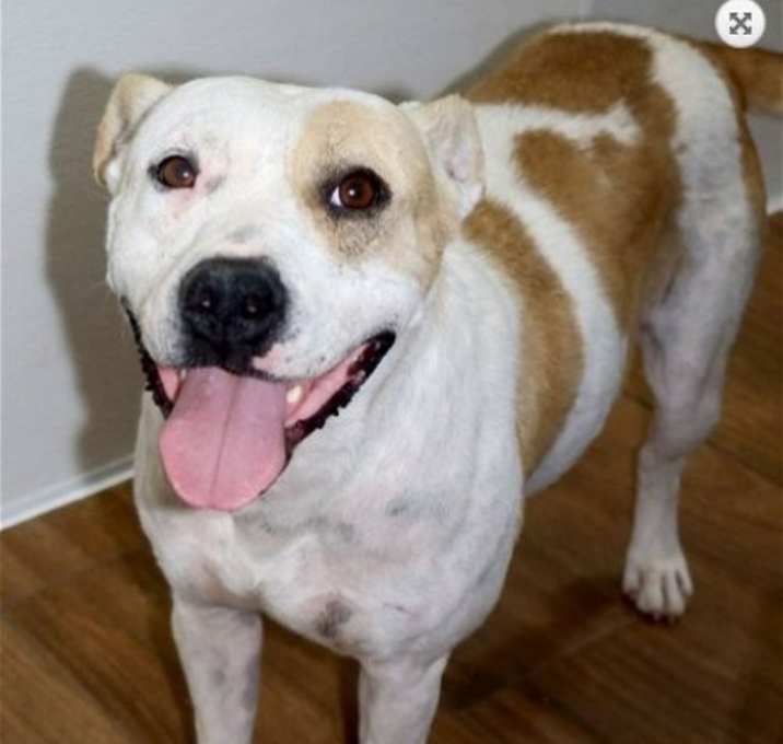 Photo of Tillie