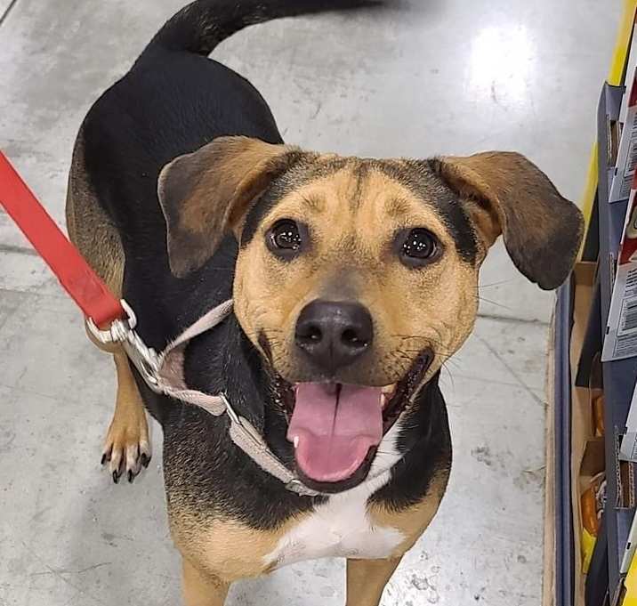 Photo of Roxie - Updated profile!