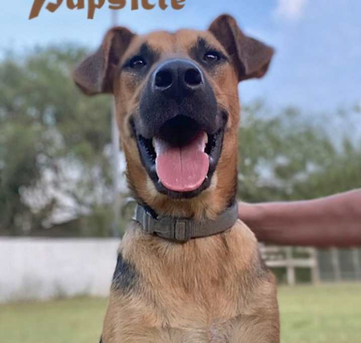 Photo of Pupsicle