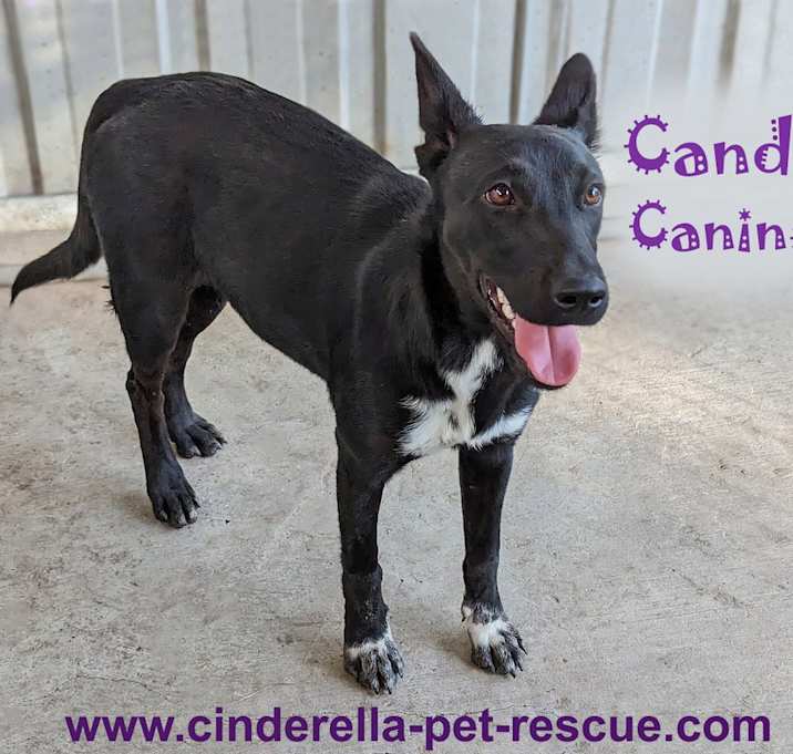 Photo of Candy Canine