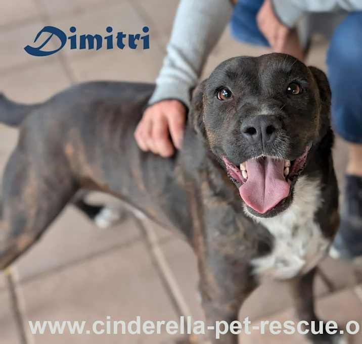 Photo of Dimitri