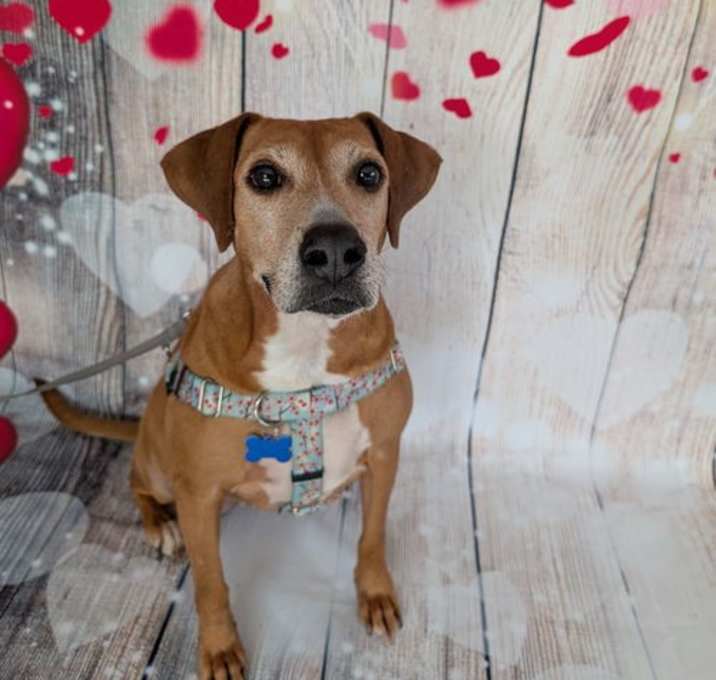 Photo of Delight - 0$ adoption fee