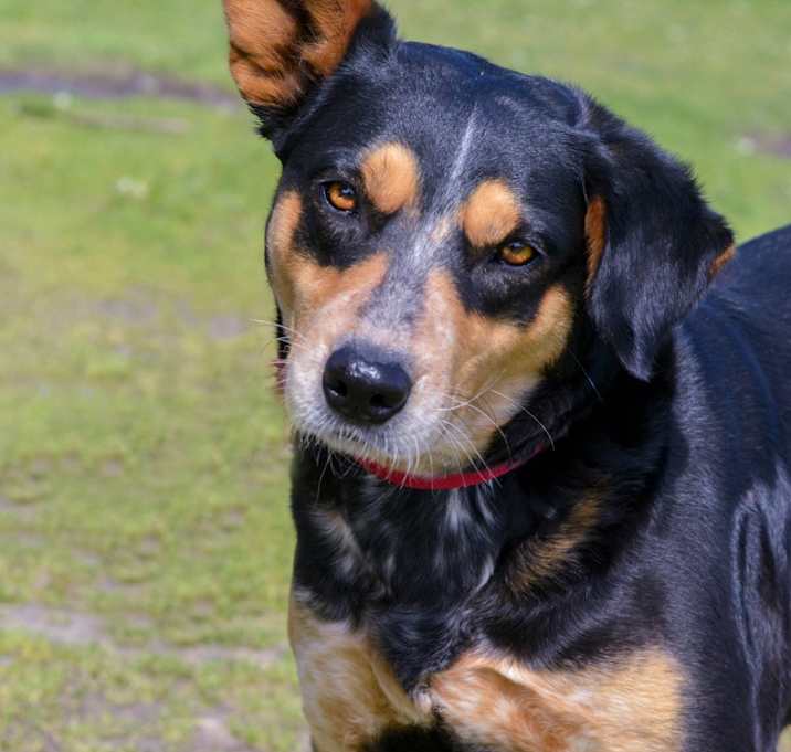 Photo of Paisley