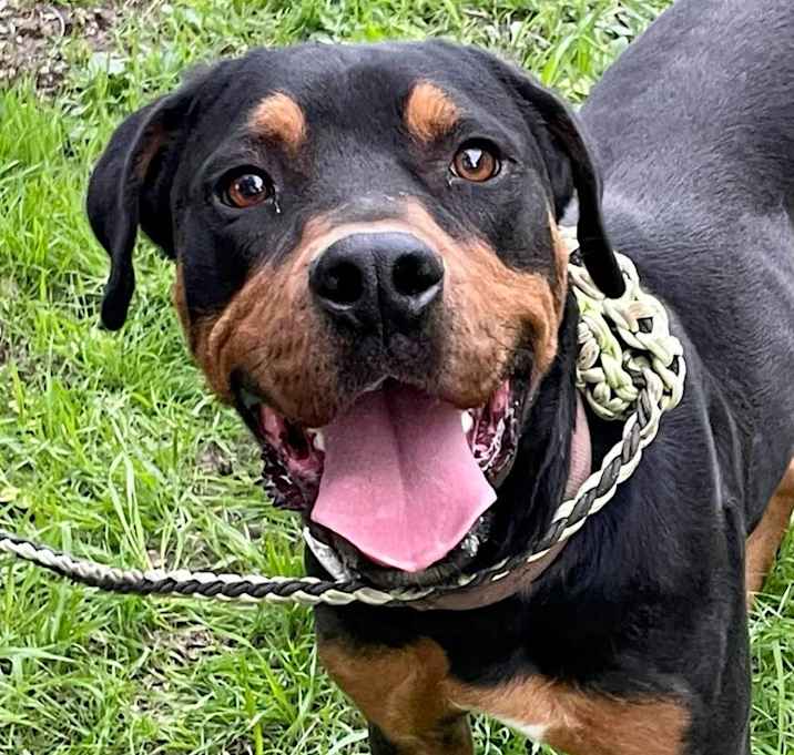 Photo of Rumble