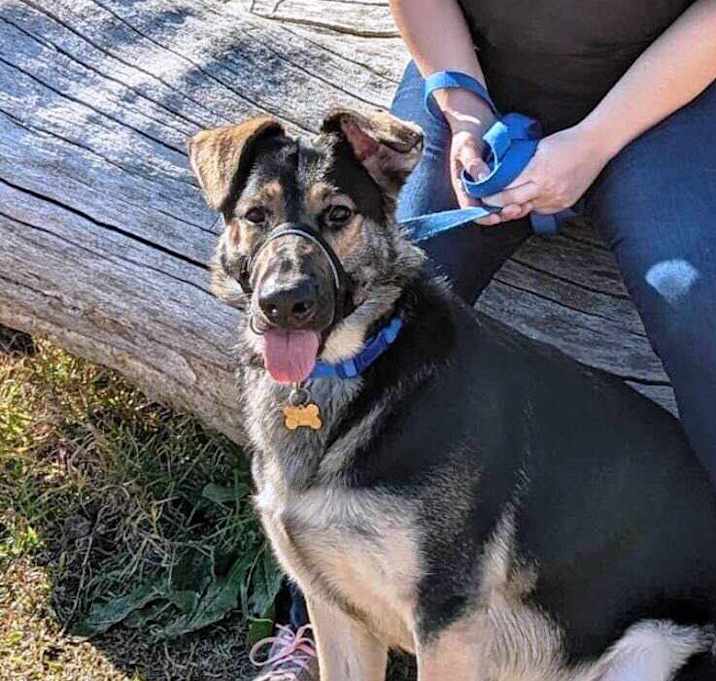 Photo of Bear