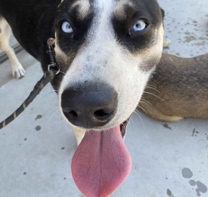 Photo of Maggie Waggie