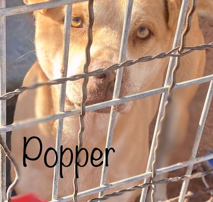Photo of Popper