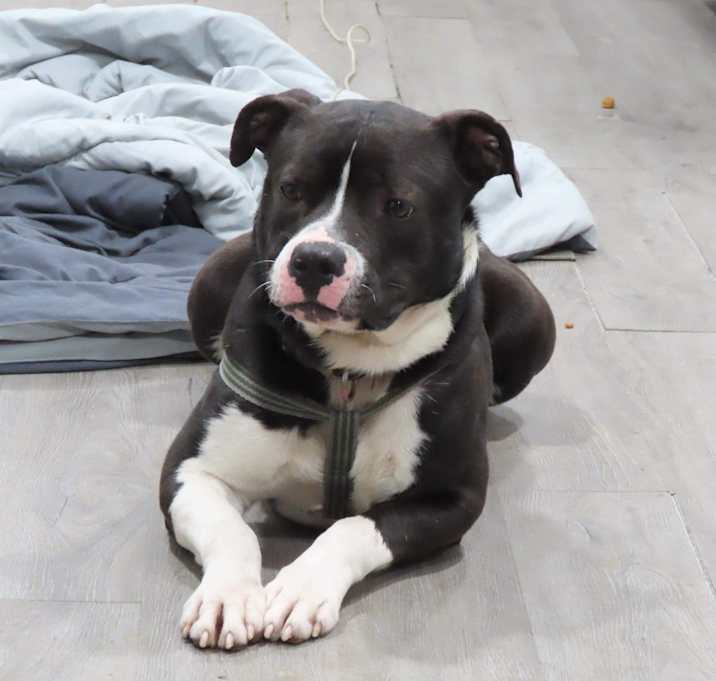 Photo of Duke