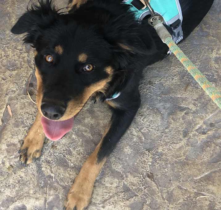 Photo of Callie