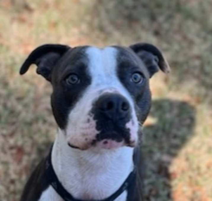 Photo of Blue