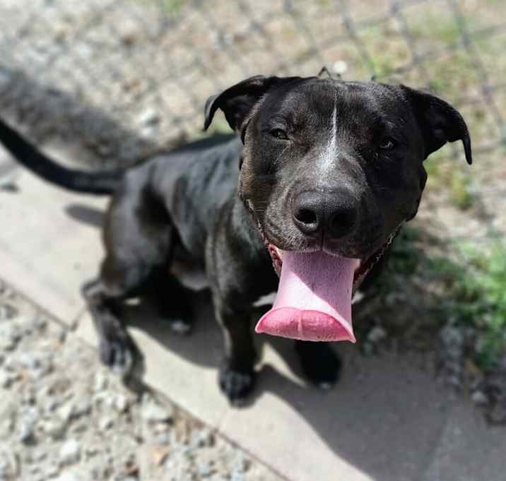 Photo of Beau