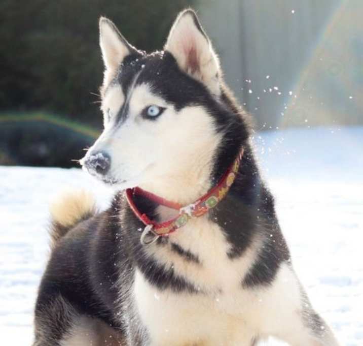 Photo of Sasha