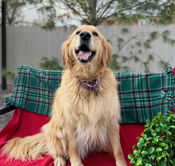 Photo of Penny