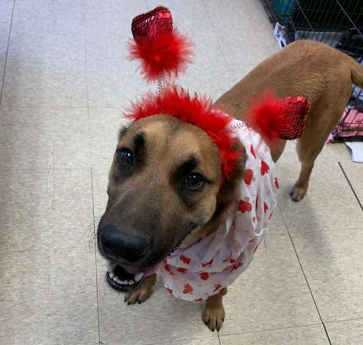 Photo of Maple