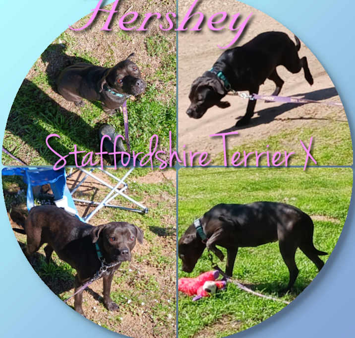 Photo of Hershey
