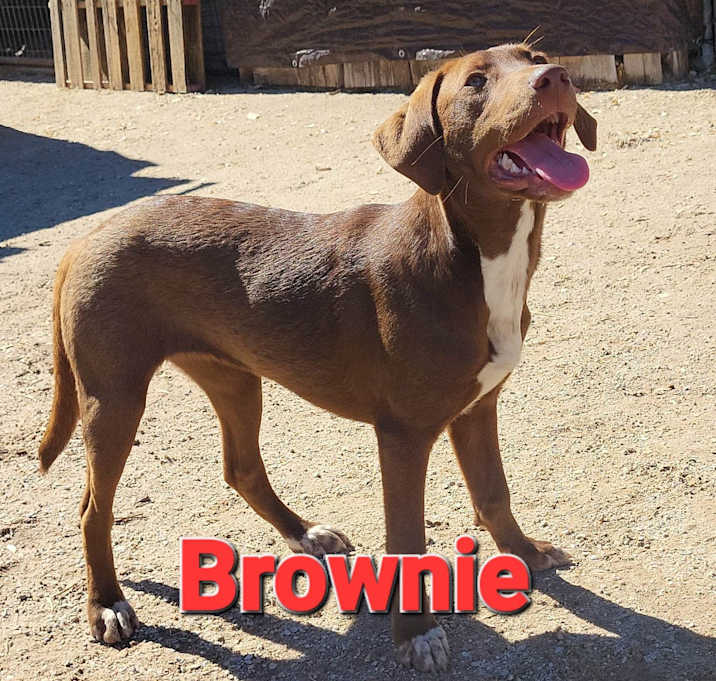 Photo of Brownie